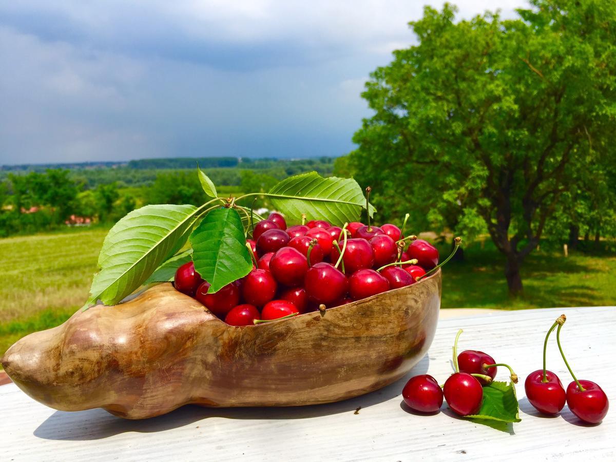Honey Hill Apartment Fruska Gora Cerevic Luaran gambar
